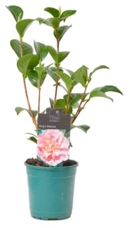 Verdecora Camelia - Arbusto Natural con Flor - Planta perfecta para invierno con flores llamativas (Maceta Ø13cm)
