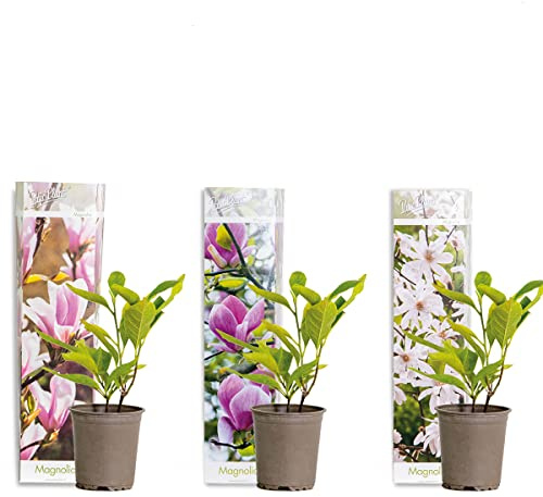 Bloomique - Lot de 3 - Magnolia Mix - Magnolia - Arbuste - Facile d’entretien - 20-25 cm