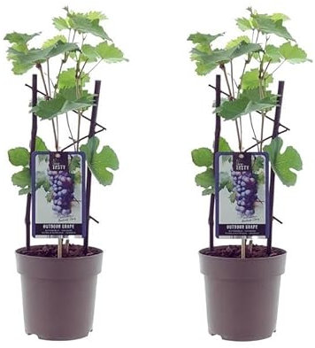 2 Stück Rote Weinrebe 'Boskoop Glory' – Vitis vinifera, winterhart, Tafeltraube im Topf (30–50 cm), aromatisch & robust – Obstpflanze für Garten, Terrasse & Balkon