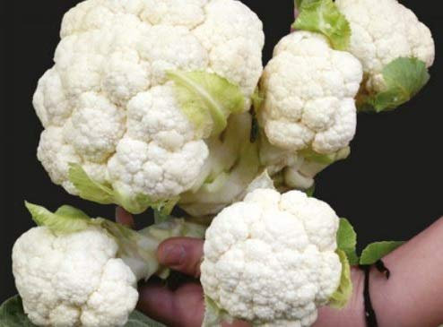 Pcs - 5X Cauliflower Multi-Head F1 - Cauliflower Seeds Vegetables KS564 - Seeds & Plants Shop by Ipsa
