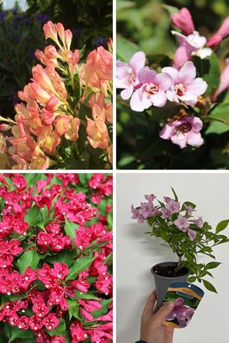Weigela Mixed Variety Plants, 9cm Pots, 10-20cm Height, Set of 3