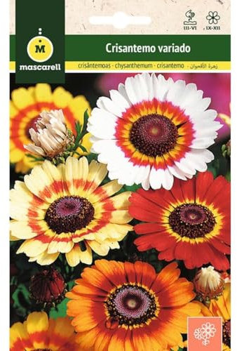 Mascarell Semillas, CRISANTEMOS VARIADOS, Semillas Flores Exterior para Decoración, 2 Gramos