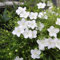 Semillas de flor de copa, túnica blanca, planta tapizante (Nierembergia Hippomanica) paquete con 100 semillas
