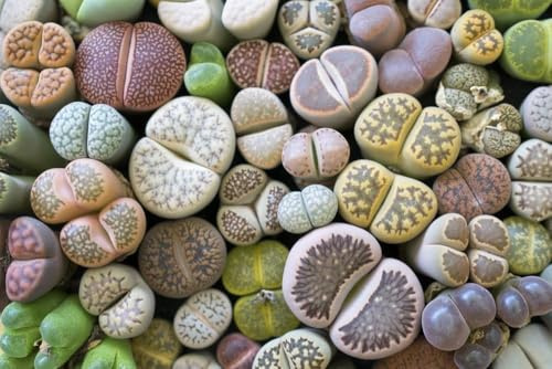 Lebende Steine, Lithops -Mischung