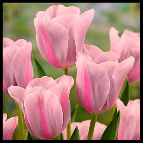 Mehrjährige Blumenzwiebel ist winterhart,Blumenzwiebel Mix, Mysteriöse magische Glühbirne, Winterhart pflanzen, Winterhart zwiebeln-3 Seltene tulpen zwiebeln
