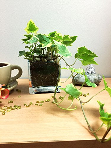 Easy Plants Ivy Hedera Inglés en cubo de cristal cuadrado