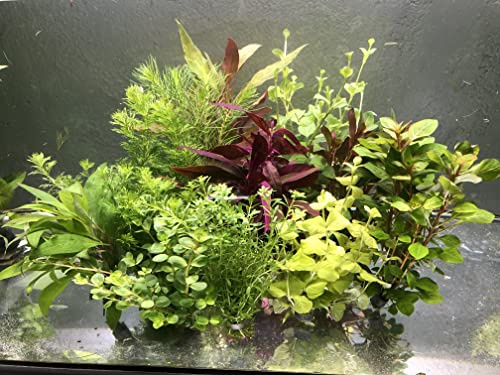10 Bund Aquariumpflanzen Wasserpflanzen Pflanzen Aquarium gegen Algen im Aquarium