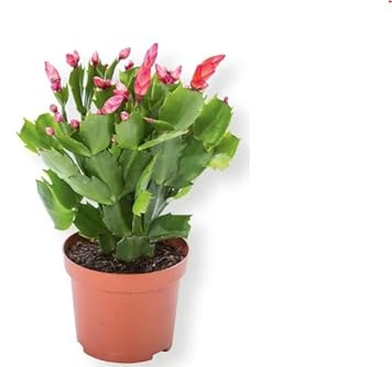 Schlumbergera Truncata Planta de Navidad de la Familia de los Cactus
