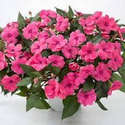 Nouveau frais 100pcs graines de fleurs Impatiens