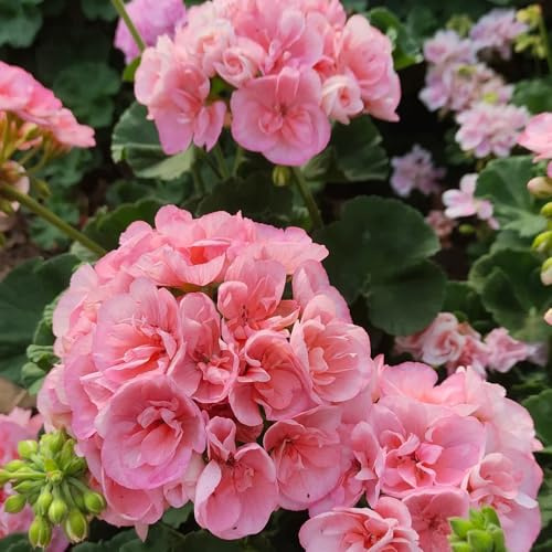 semi di geranio giardino roccioso decorazioni esterni in vaso 550pcs