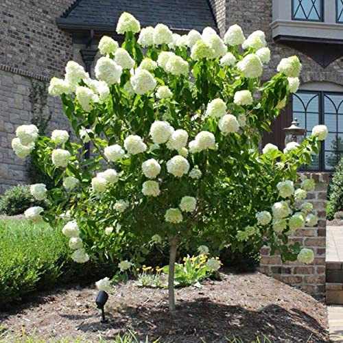 Brighter Blooms - Proven Winners® Limelight Hydrangea Tree, 3-4 ft. - No Shipping to AK, AZ, HI