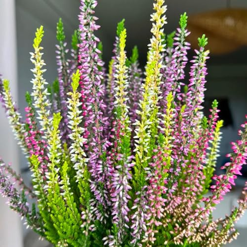 Heidekraut, wohnzimmer deko exotische zimmerpflanzen bio blühende sträucher winterhart dekopflanzen kräuterpflanzen stauden winterhart mehrjährig blumensamen büropflanzen seltene 100Samen