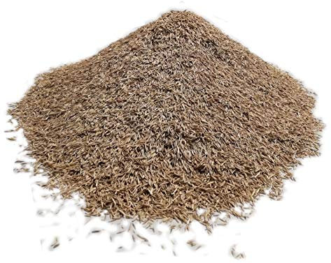 Samenshop24® Schattenrasen mit Poa supina, Inhalt: 1kg für 50m², leuchtend grün, niedrig wachsend und belastbar, Traumrasen vom Fachmann