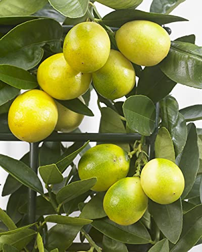 Suttons Limequat, Citrus Fruit Tree, Key Lime Crossed with Kumquat, Green Fruit, Scented, White Flowers, Ideal for Patio Pot, Conservatory, Supplied as 1 x 2.5-Litre Potted Tree