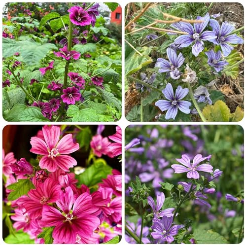 semillas de malva silvestre - jardín rocas resistente balcón variedades antiguas 500pcs