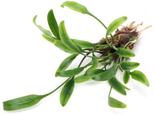 K2AQUA Cryptocoryne Lucens Live Aquarium Plant Freshwater Tropical Aquatic Decoration Healthy Growth Low Maintenance Natural Greenery Perfect for Fish Tank Aquascaping