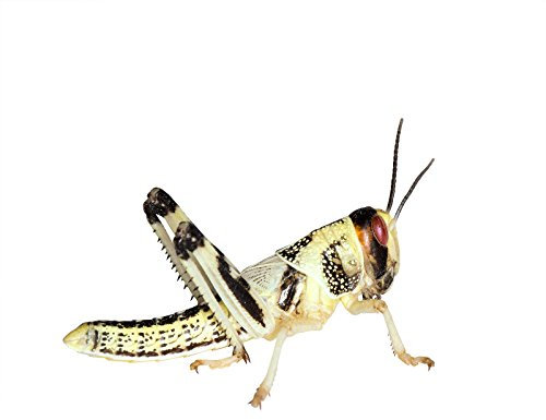 Feeders & More - Heuschrecken - Wüstenheuschrecken MITTEL - 50 Stück - Lebendfutter Insekten Wuestenheuschrecken - Futter für Reptilien, Bartagamen und Amphibien - Futterinsekten & Haustierfutter