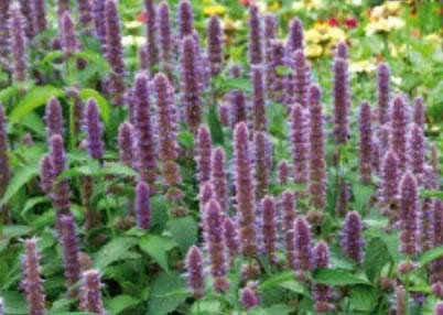 Pcs - 400x Anisagastache Agastache Foeniculum Semences Jardin Plantes - Graines K248 - Seeds & Plants Shop by Ipsa