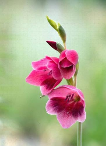 Puzzles for Adults 1000 Pieces Jigsaw Puzzles with Letters on Back Gladiolus Difficult Hard Cool Puzzle 1000 Piece Puzzle Clearance