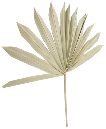 MOTHNUR Hojas de Palma Secas Naturales para Decoración Casera, Material para Arreglos y Adornos de Palma, Adecuado para Fiestas, Bodas y Decoración Interior, Color Original, Multiusos