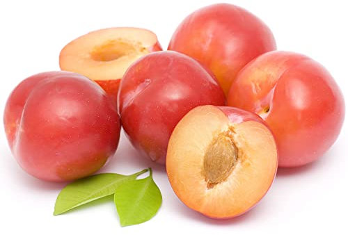 Fruit Tree, Plum, 1 x Tall Plant in 10 Litre Pot, 1.3 to 1.5 Metre Height, Plum Tree, Large Size, Garden Ready and Ready to Plant, Premium Quality Plants