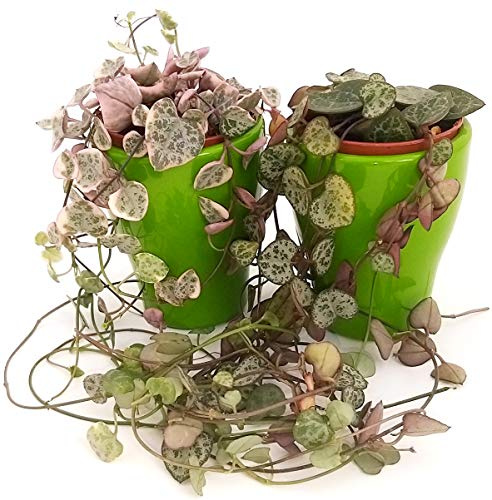 POWERS TO FLOWERS - CEROPEGIA WOODII e CEROPEGIA WOODII VARIEGATA IN VASO CERAMICA VERDE, Collana di Cuori, Piante vere