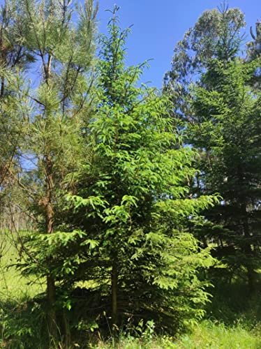 30 Semi di Picea abies (Abete Rosso Comune o di Norvegia) – Conifera Sempreverde Resistente al Freddo – Ideale per Giardino, Bonsai o Albero di Natale