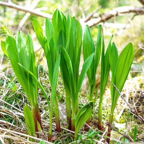 Semillas de ajo silvestre orgánico Las de ajo silvestre son resistentes semillas de exóticas 500pcs
