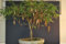 NANO/bonsai Tamarind (Tamarindus indica Nano) 5 fresca alberi da frutto seedsdwarf