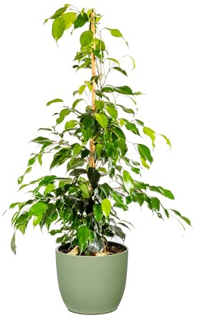 Bonplants Ficus Benjamin, Pianta Vera Sempreverde, Vaso 21 cm, h 105 cm (Vaso Verde Salvia)