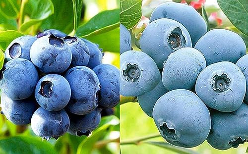 Heidelbeere 2 Sorten Set, XL Blaubeeren Duke + Bonus, Kulturheidelbeere Nördliche Sorten. 2 kräftige Pflanzen