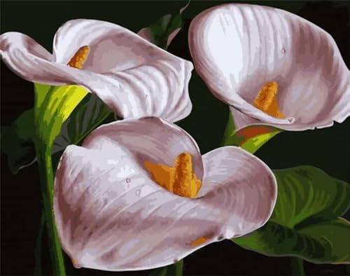 Malen Nach Zahlen Erwachsene Calla-Lilien-Blumen DIY Handgemalt Ölgemälde Leinwand Kits für Erwachsene Kinder mit Pinseln Acrylpigment Zeichnung Paint by Numbers für Haus Wand Decor 50x65cm,mit Rahmen