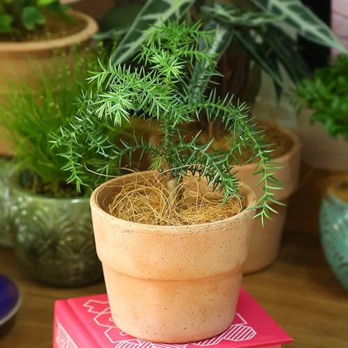 araucaria araucana grünpflanzen, gartendeko für draußen winterharte kübelpflanzen gartenpflanzen winterhart mehrjährig baumsamen zimmerbonsai 120samen