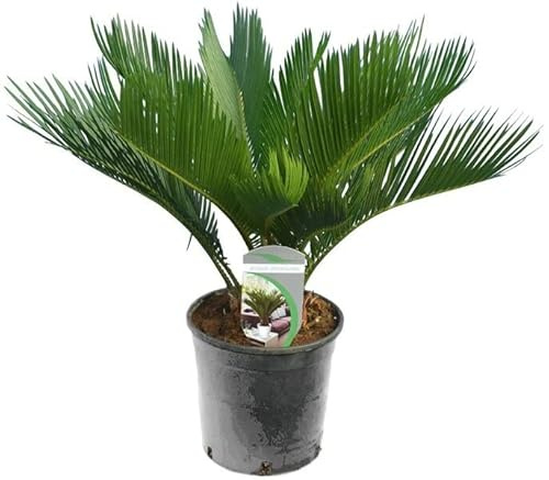 Cyca Natural Palmera de Hojas Verdes Oscuras