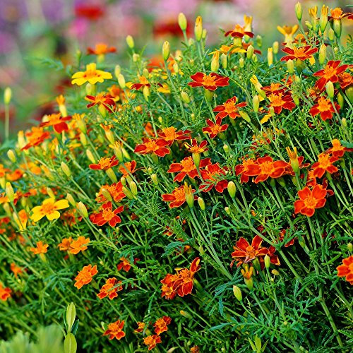 Marigold Red Gem seeds - Tagetes tenuifolia