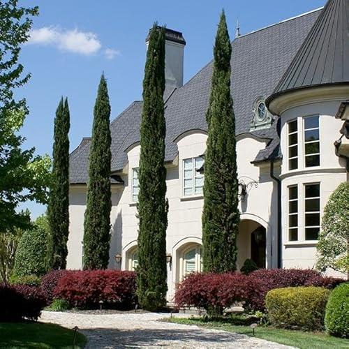 Brighter Blooms - Italian Cypress Tree, 4-5 ft. - No Shipping to AK, AZ, HI