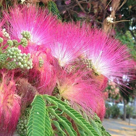 20 Semillas de Acacia de Constantinopla (Albizia Julibrissin) - Árbol Ornamental de Flores Rosadas