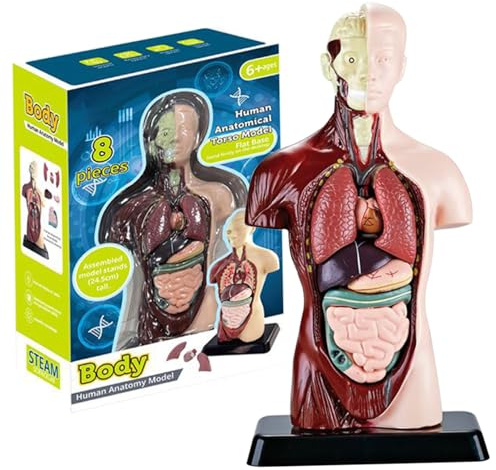 Modelo de Cuerpo Humano para niños, Juguete de anatomía de 9, 6 Pulgadas con 6 órganos extraíbles, Educativo para Mayores de años