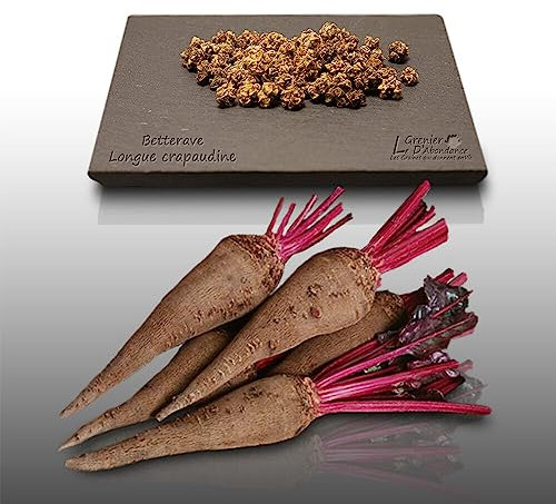 75 graines à semer - Le Grenier d'Abondance - BETTERAVE Longue Crapaudine - Beta vulgaris