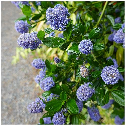 Ceanothus Repens/Californian Lilac Repens in 2L Pot, Lovely Light Blue Flowers 3fatpigs®