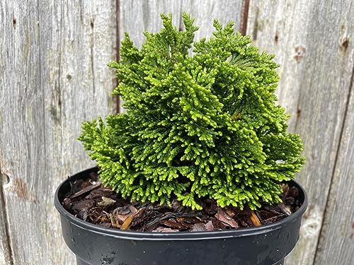 Hinoki Cypress 'Aurora' - Conifer Tree | 10cm Tall | UK Grown