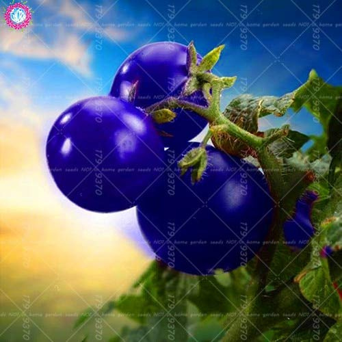 Graines de tomates fraîches à planter en bleu paquet de 100 graines