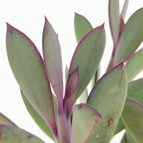 pianta vera Senecio crassissimus pianta grassa origine madagascar