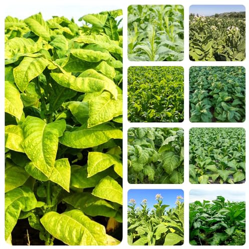 semi di tabacco - balcone selvatiche varietà antiche raro giardino resistenti al freddo 400pcs