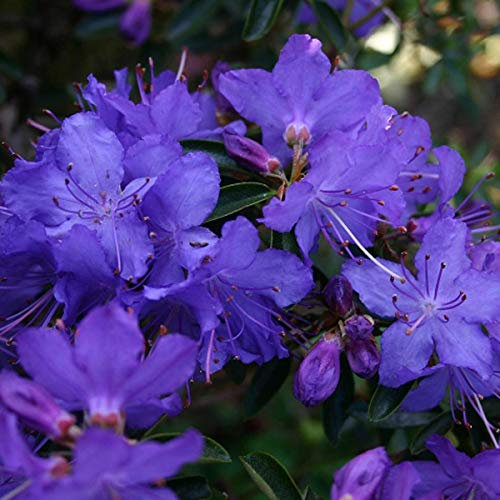 Rhododendron 'Gristede' - Kompakter Wuchs mit charmanten Blüten - 20-30 cm Topf