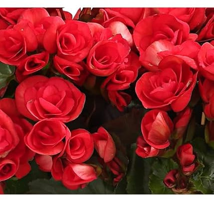 Begonia Hiemalis Planta Viva con Flores Surtidas