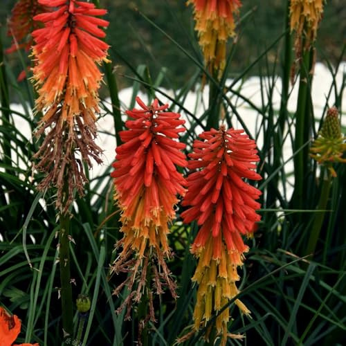 Semi di giglio torcia, Kniphofia uvaria, rare semi di campo 50pcs