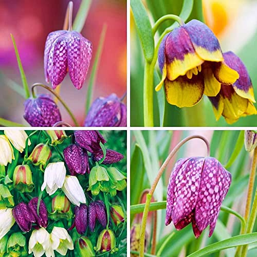 Colore Il kit Fritillaria Per il Mix di Piante Da Giardino Aggiunge-5pezzi