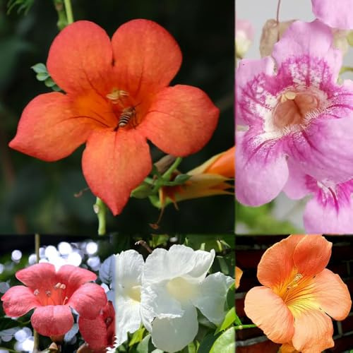 200 piezas semillas de trepadoras - trompeta trepadora, de jardín semillas trompeta, balcón Las jardín
