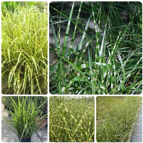 Semi di Miscanthus sinensis - per luoghi soleggiati da giardino, da giardino resistenti da 80pcs